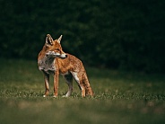 fox full body