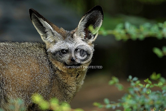 Bat-eared Fox