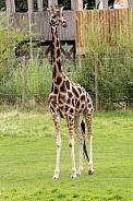 Rothschilds Giraffe Full Body