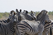Zebras (wild)