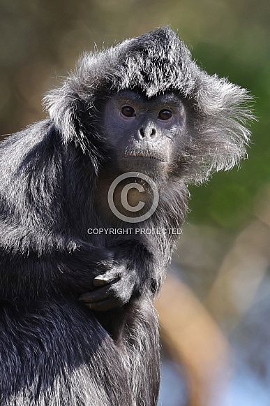 East Javan Langur (Trachypithecus Auratus)