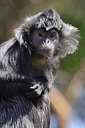 East Javan Langur (Trachypithecus Auratus)
