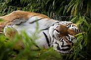 Tigress laying