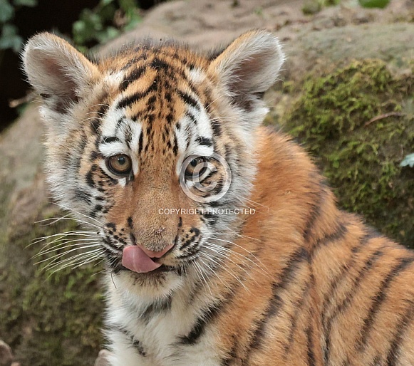 Amur Tiger Cub