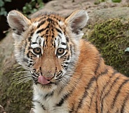 Amur Tiger Cub