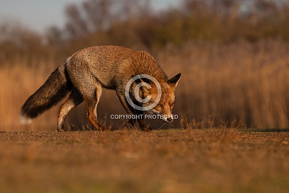 Red fox