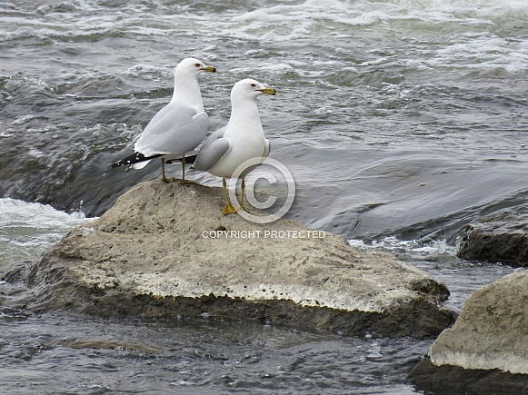 Ring-billed Gull Ring-billed Gull