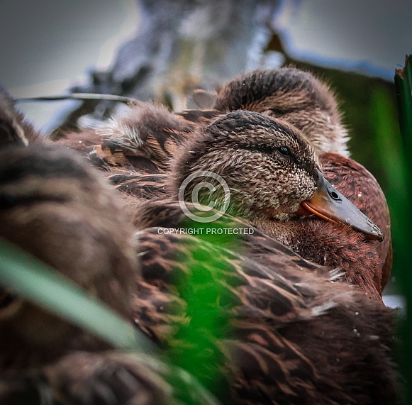 Mallard Ducklings Mallard Ducklings