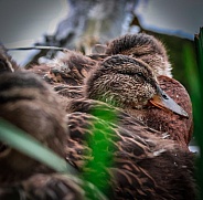 Mallard Ducklings