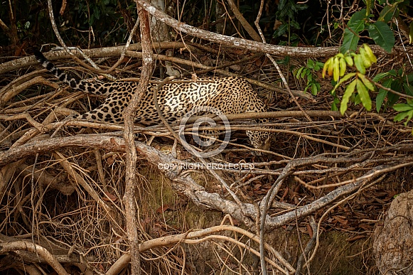 American jaguar in the nature habitat