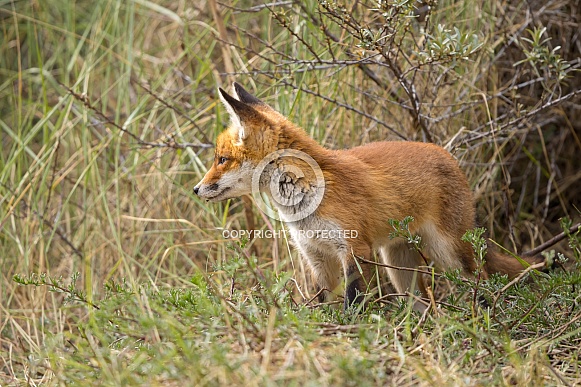Young red fox cub in nature