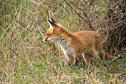 Young red fox cub in nature