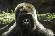 Western Lowland Gorilla Close Up Profile