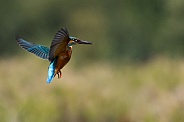 Kingfisher