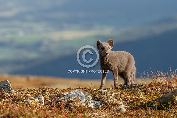 Arctic fox