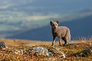 Arctic fox