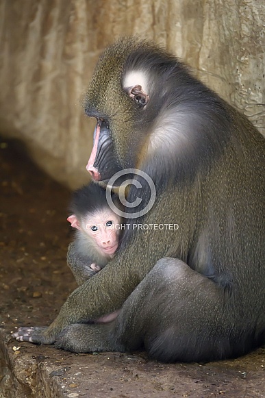 Mandrill (Mandrillus sphinx)