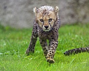 Serious cheetah cub
