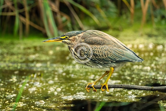 Green Heron Hunting