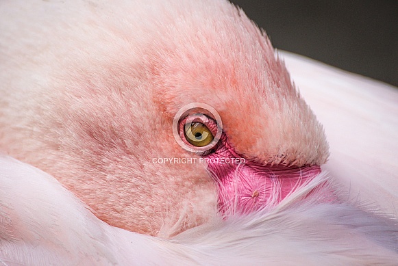 Great flamingo Great flamingo