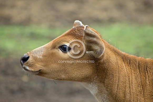 Banteng (Bos javanicus) Calf Banteng (Bos javanicus) Calf