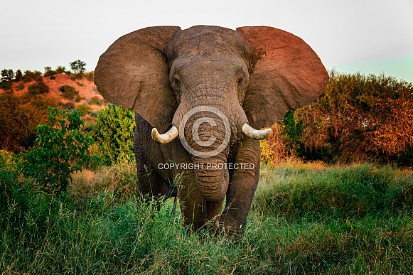 African Elephant African Elephant