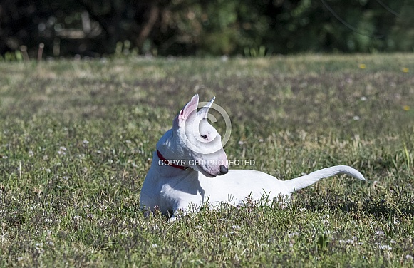 White miniature bull terrier at the park posing White miniature bull terrier at the park posing