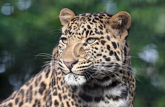 African Leopard