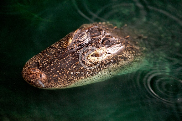 Alligator Alligator