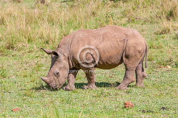 White Rhino Calf