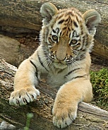 Tigercub