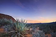 Desert Yucca Landscape