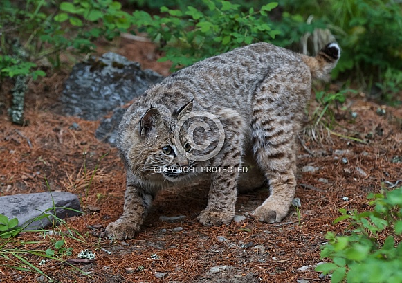 A Young Bobcat in Montana