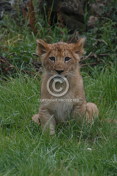 Lion Cub Sitting Up Looking At Camera