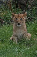 Lion Cub Sitting Up Looking At Camera