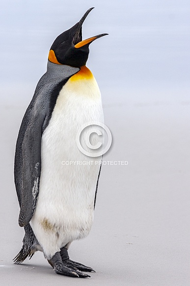 King Penguin (Aptenodytes patagonicus) King Penguin (Aptenodytes patagonicus)