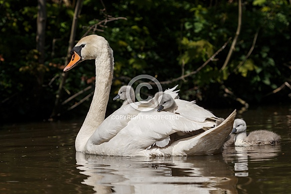 The mute swan (Cygnus olor)