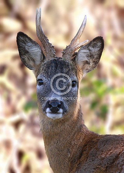 Roe Deer Buck Roe Deer Buck