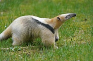 Southern tamandua