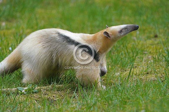 Southern tamandua