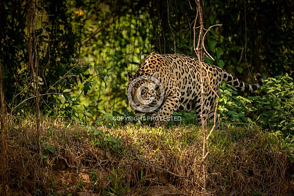 American jaguar in the nature habitat
