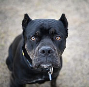 Cane Corso Italian Mastiff looking up at the camera