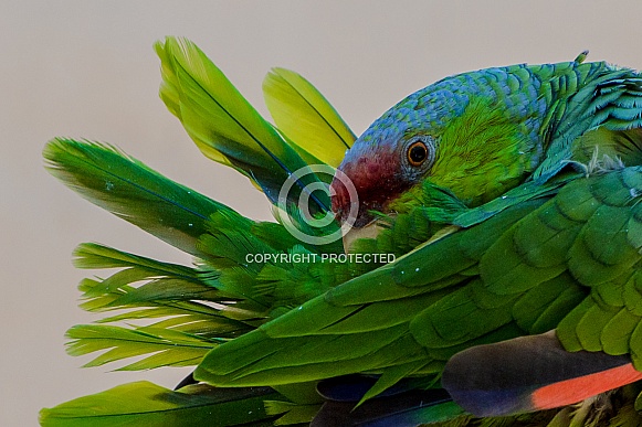 Lilac-Crowned Amazon Parrot Lilac-Crowned Amazon Parrot