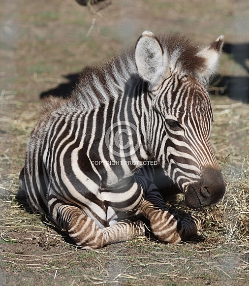 Zebra Foal