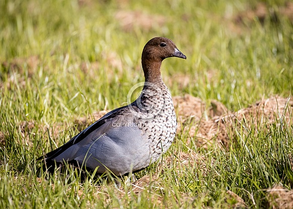 Australian Wood Duck Australian Wood Duck