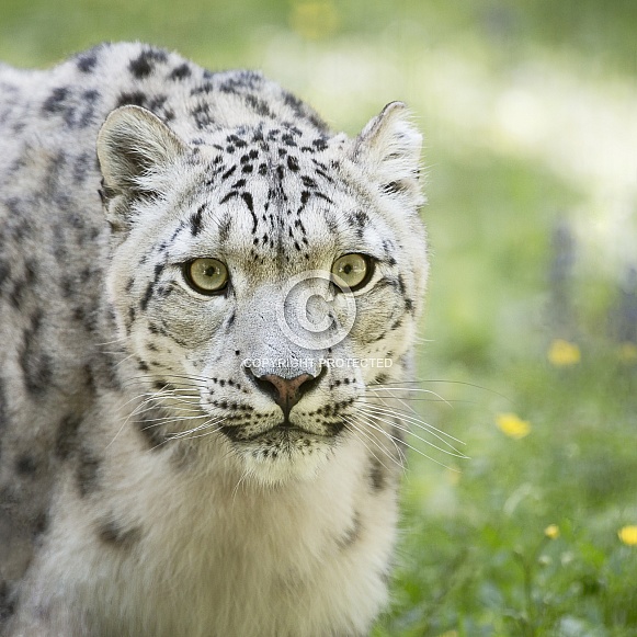 Snow Leopard