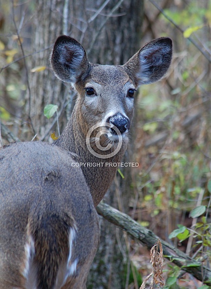 White-tail Deer