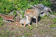 Coyote - Female with Pup