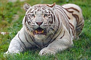 Wild tiger with open mouth