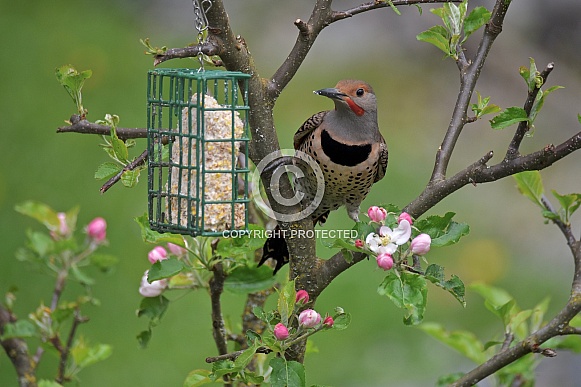 Northern Flicker Northern Flicker